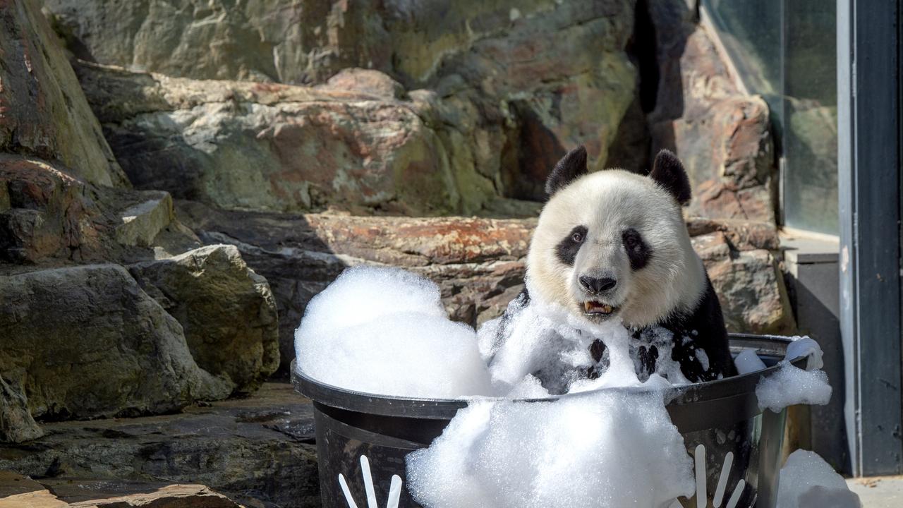 Ever seen a panda in a bubble bath? | Daily Telegraph