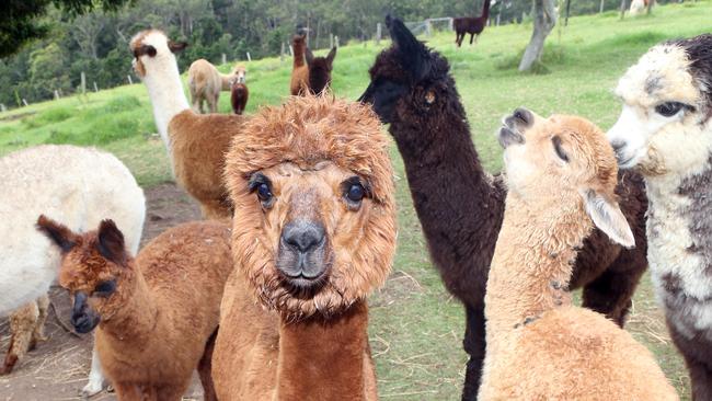 Baby alpacas at Mountview Alpaca Farm.