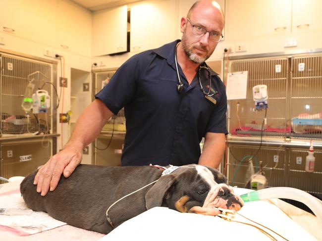 Dr Rob Webster with Biggie Smalls the British bulldog. Picture Glenn Hampson