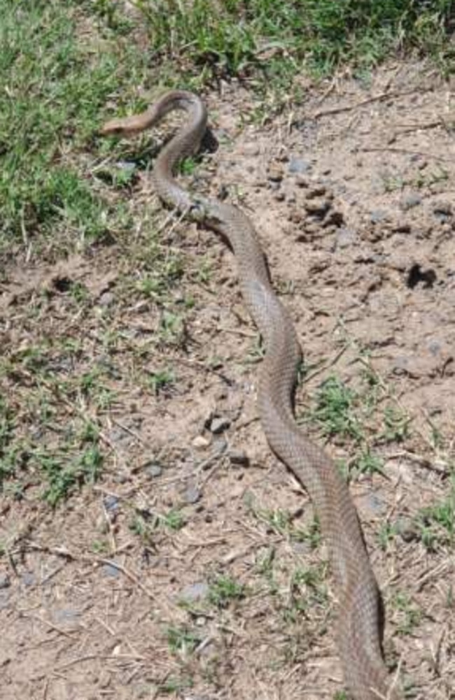 A slithering eastern brown snake was just too quick for Lockyer Valley snake catcher Chris Jennings. Photo: Contributed