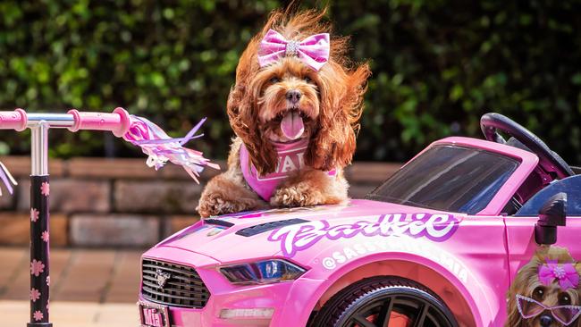 The Gold Coast’s most famous four-legged sensation, Sassy Miss Mia, will be riding her iconic scooter straight onto the red carpet at the launch of Wahl’s Next Pet Model competition today. Picture: Nigel Hallett