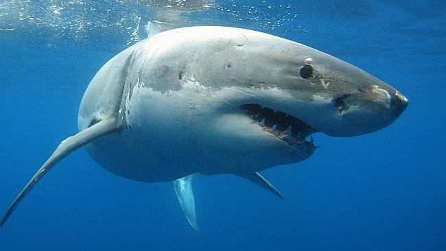 Great white secrets start to surface