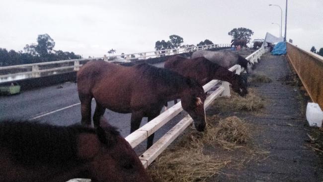 Horse riding school owner Natalie Skillings-Smith from Woodburn rescued most of her horses in a tinnie before spending seven days on the bridge until floodwater subsided. Picture: Jonathan Ng