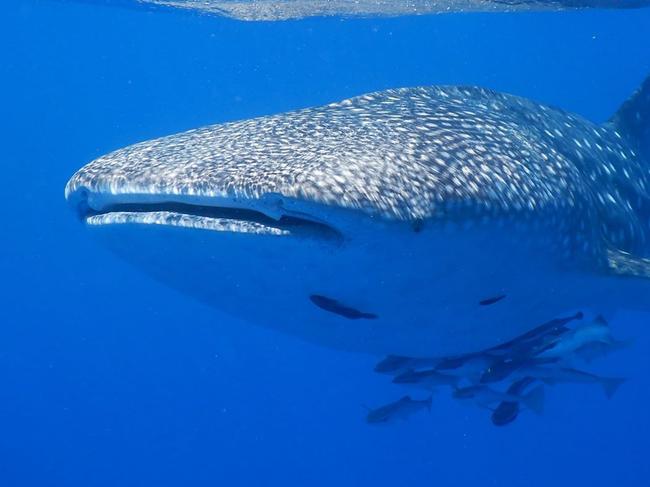 Sharks victim to ocean plastic