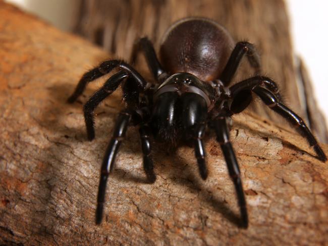 A funnel web spider at Wild Life Zoo Sydney. With Spring there is an emergence of venomous snakes and spiders.