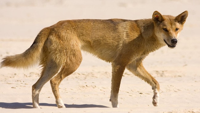 A little girl was attacked by a dingo