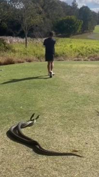 Snakes interrupt Aussie's golf session