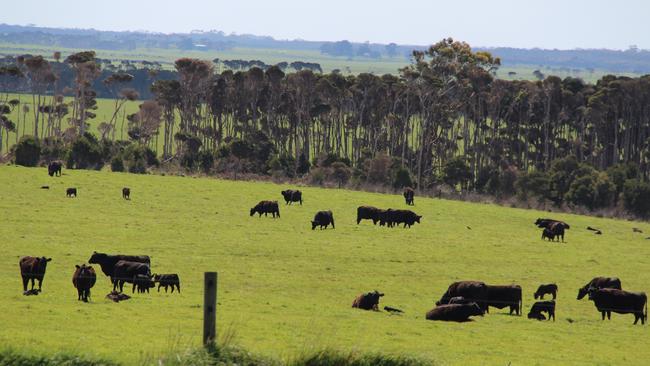 King Island cattle. Picture: Supplied