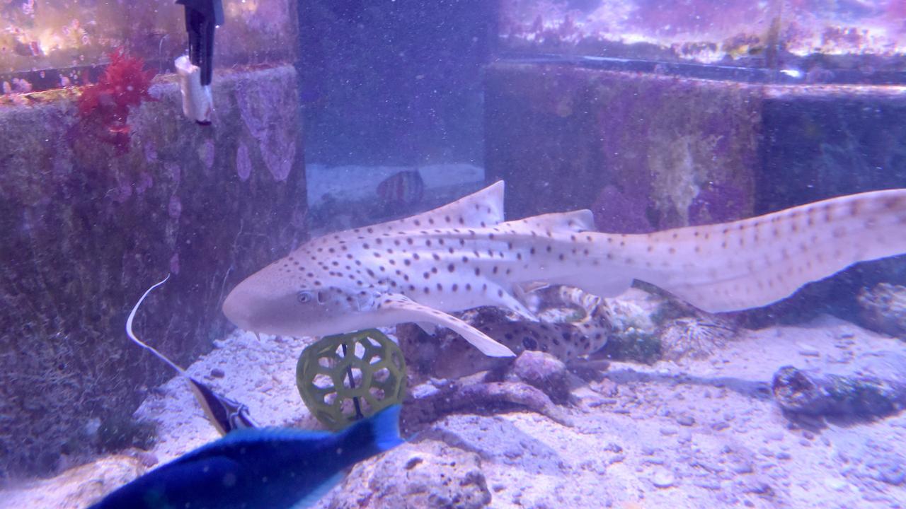 Behind the scenes at Reef HQ. Kit Kat the Leopard Shark. Picture: Evan Morgan