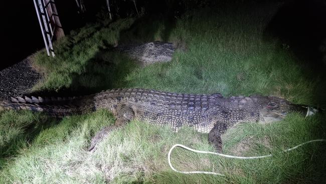 A surfer first spotted this 3.8m crocodile approaching and following him to shore while at Mackay’s North Wall Beach.