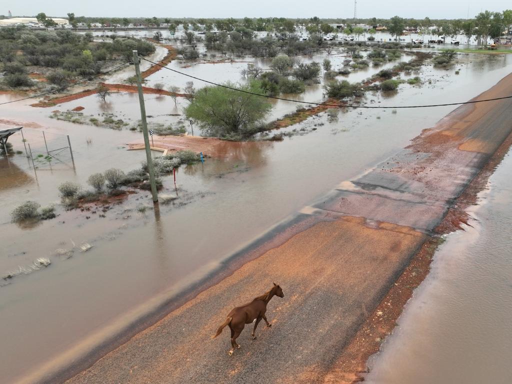 Livestock have been impacted by floods which have devastated South West Queensland