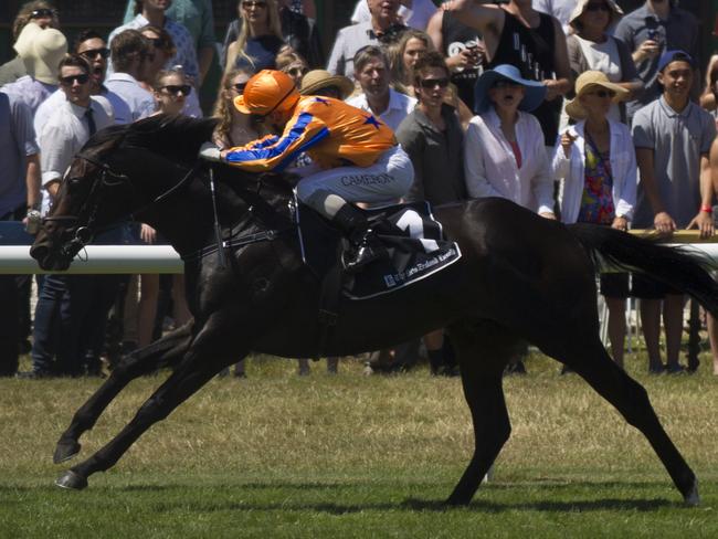 Star New Zealand colt Xtravagant arrives on our shores with a huge reputation. Picture: Nick Reed