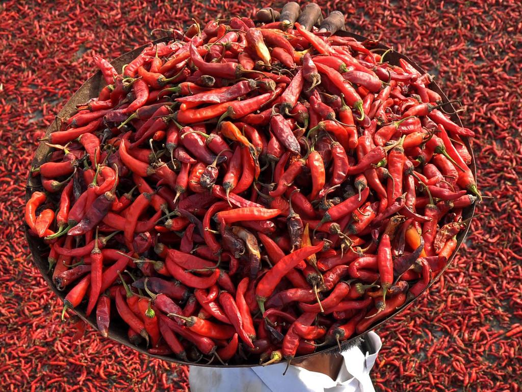 An Indian farmer carries a tray of red chillies as he walks on a roof where others are drying in the village of Sanour on the outskirts of Patiala on July 20, 2016. / AFP PHOTO / STR