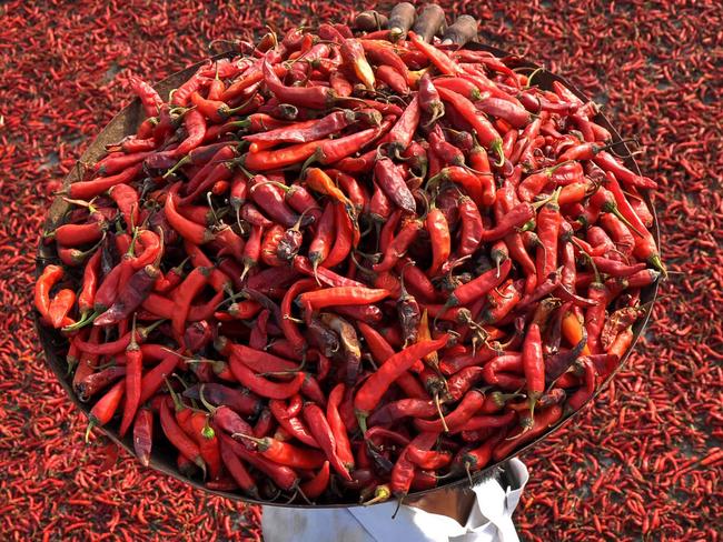 An Indian farmer carries a tray of red chillies as he walks on a roof where others are drying in the village of Sanour on the outskirts of Patiala on July 20, 2016. / AFP PHOTO / STR