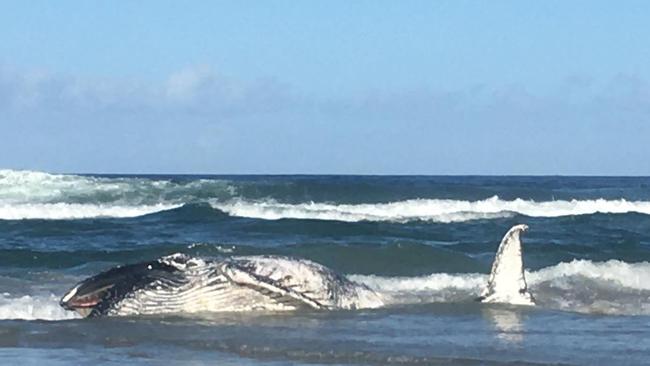 The whale carcass washed up at south Casuarina Beach near Kingscliff on Monday afternoon.