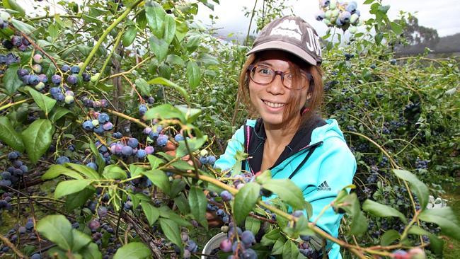 BLUEBERRY FARMER