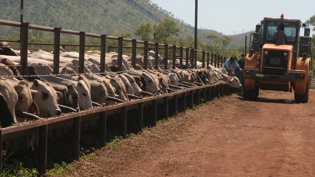 Cattle ready for export in Western Australia. Picture: Charlie Peel