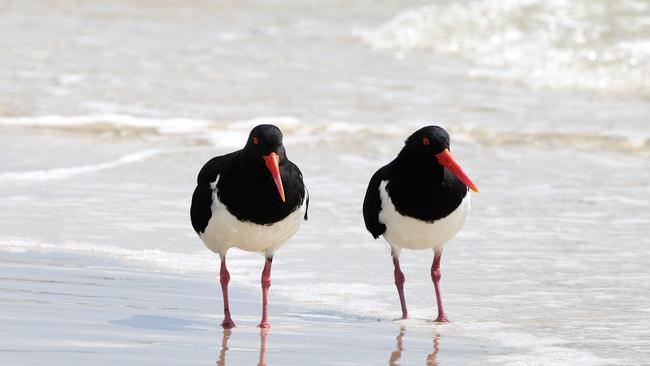 Pied Oystercatcher