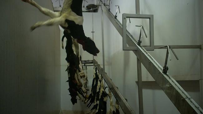 A calf that has had its throat cut thrashes around after being hung on the shackle line at a Tasmanian abattoir.