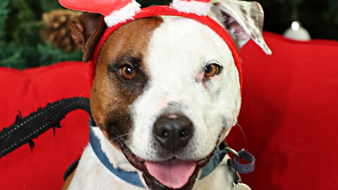 The 12 Strays Of Christmas | Herald Sun