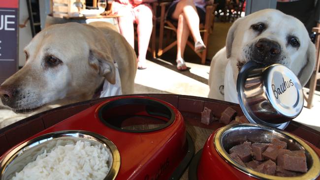 Zeus and Hebe Madden, are regulars at Bacchus Bar at Henley Square. Picture: Dean Martin