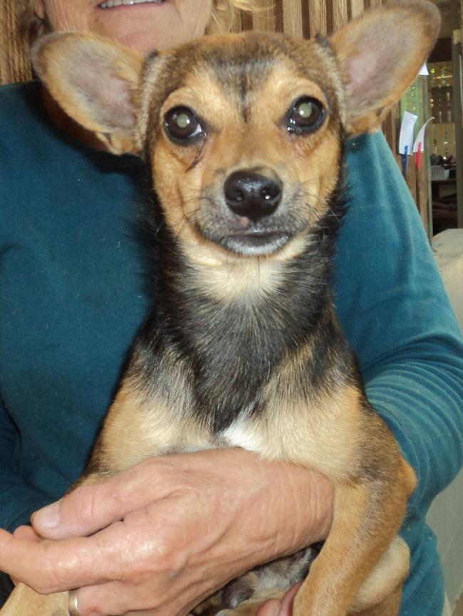 A chiweenie ... a puppy, named Onyx (not pictured), was brutally killed and prepared for supper.