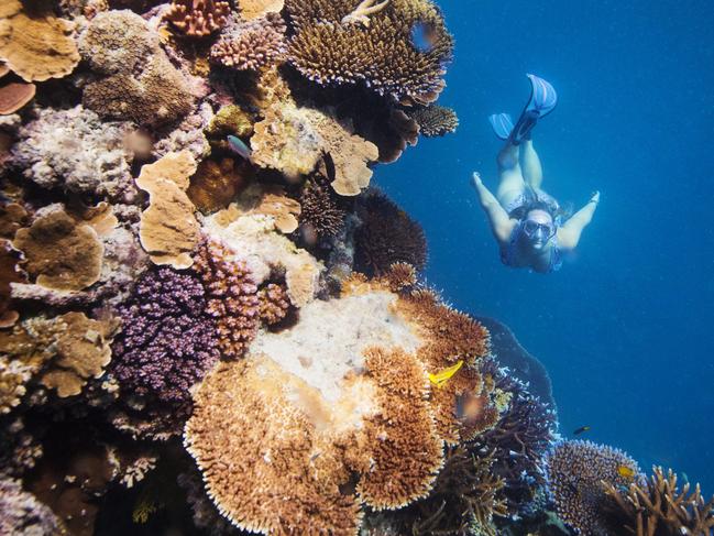 Guests will be able to undertake a complimentary snorkelling tour at Hardy Reef. Picture: Lachie Millard