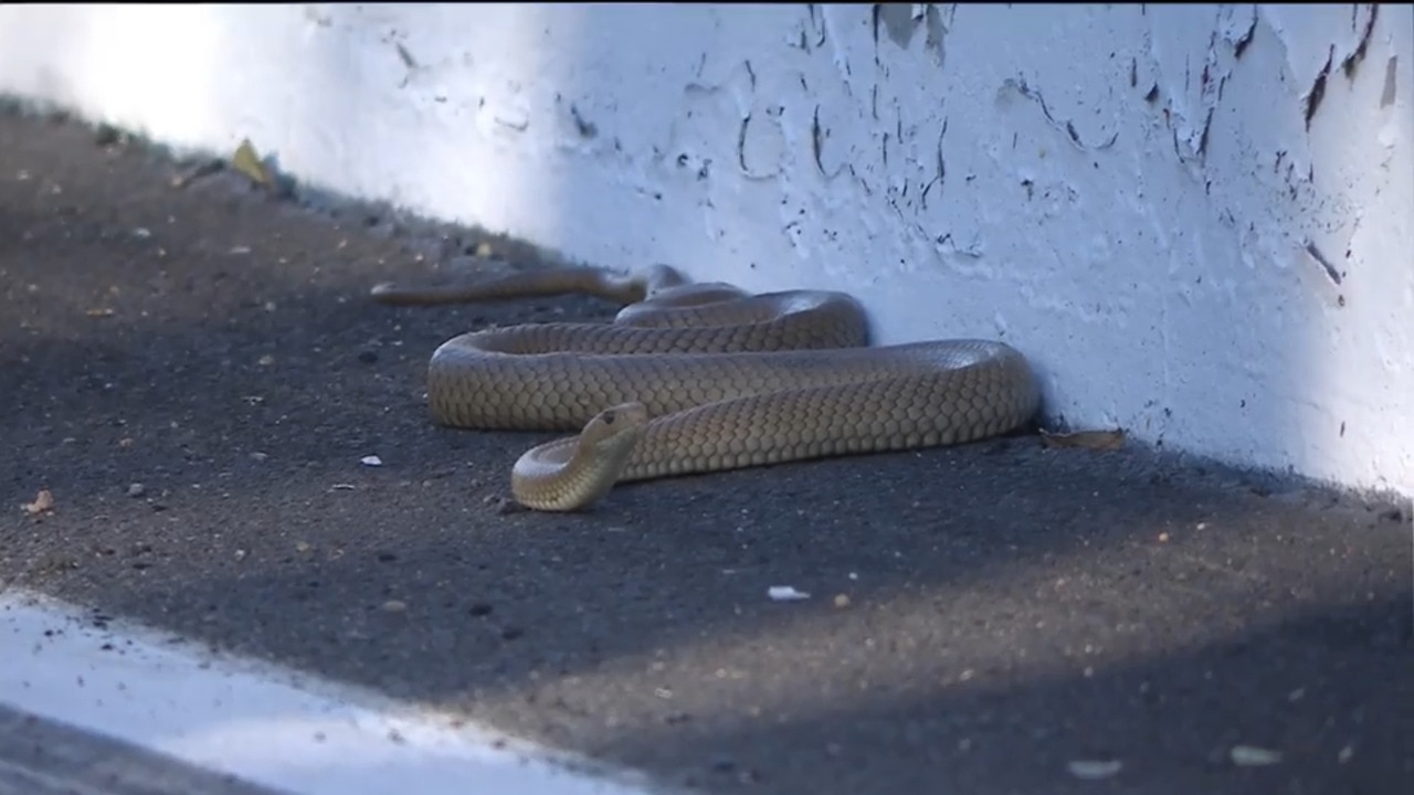 Venomous snake at Bathurst