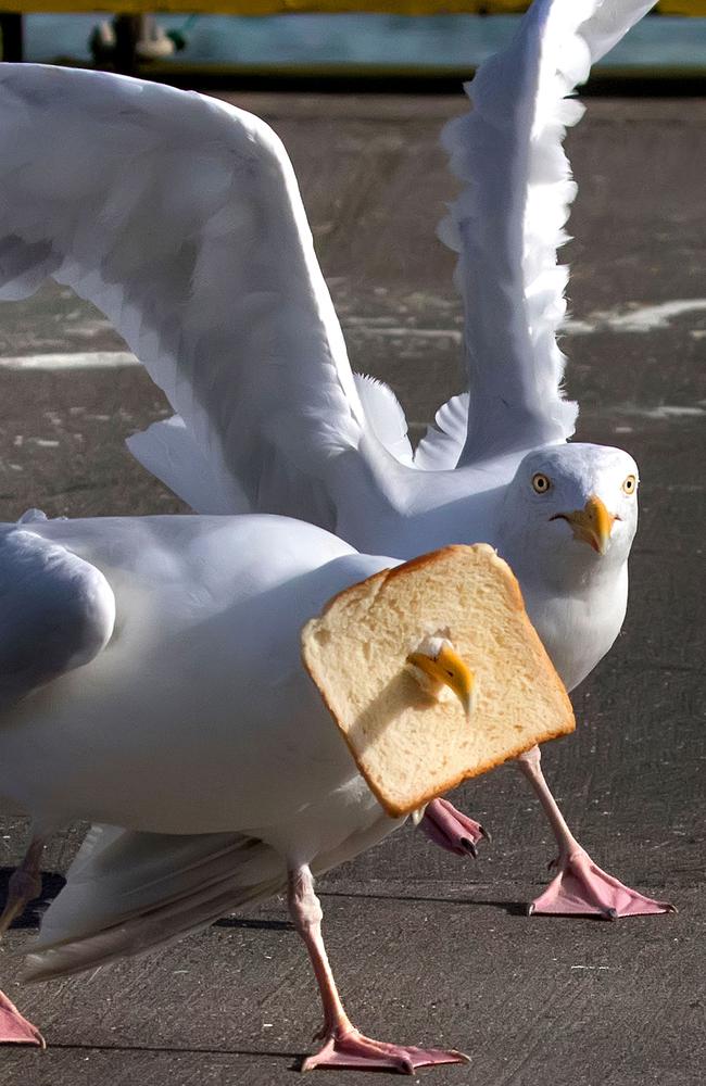 A seagull struggles with bread over its face before eating the whole slice. Picture: Caters