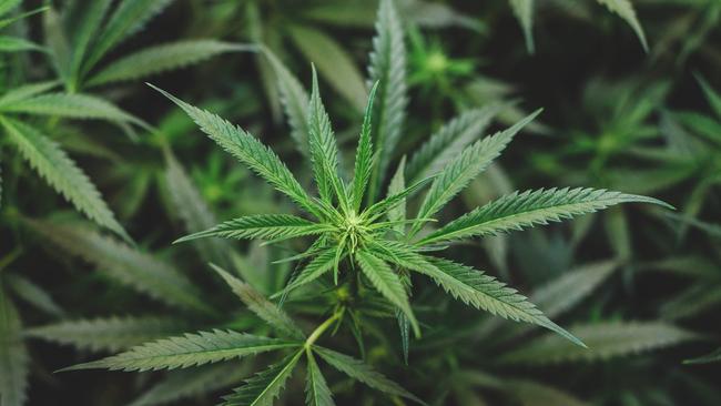 Peter Webber from Rowville appeared in the Ringwood Magistrates Court on Wednesday where he pleaded guilty to one charge of cultivating cannabis.