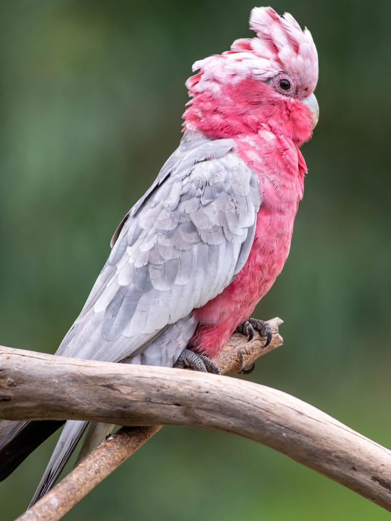 Everybody loves a galah – see the end of the article for drawing activities from Backyard Bird Watching, giving kids a chance to master their colours over the holidays.