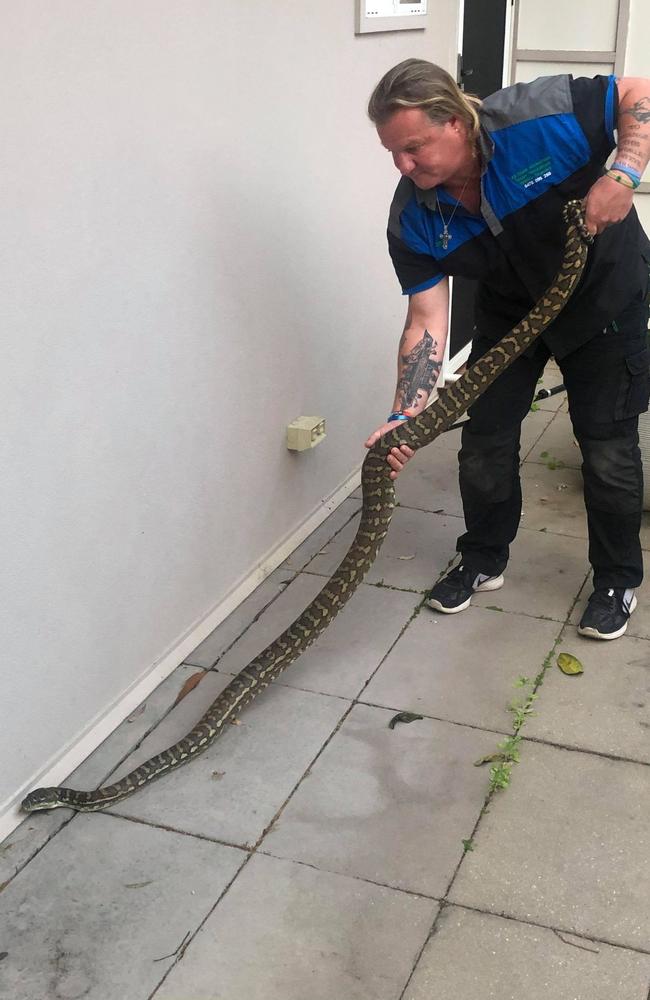 Ozzie picks up one of the larger 3m pythons found roaming around Daisy Hill.