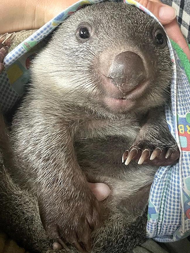 Noel the baby wombat who is being cared for by Wild Hearts Rescue after his mother was hit by a car. Picture: Wild Hearts Rescue