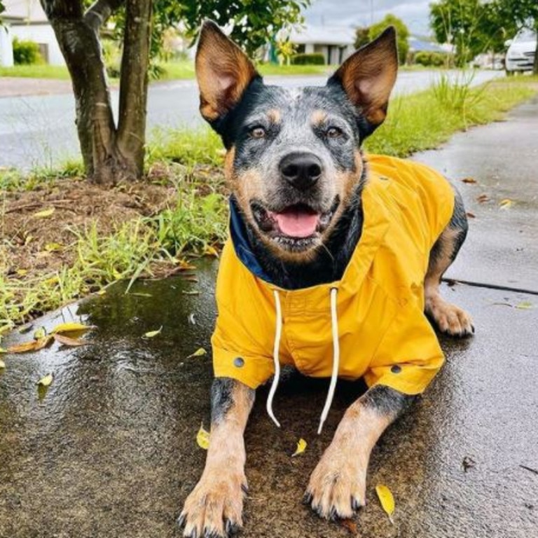 Yellow store raincoat kmart