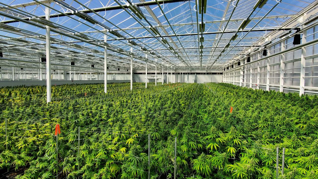 Medicinal cannabis: LeafCann Group factory in Adelaide almost ready ...