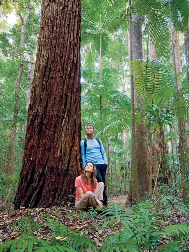 Giant satinays on Fraser Island. Picture: TEQ