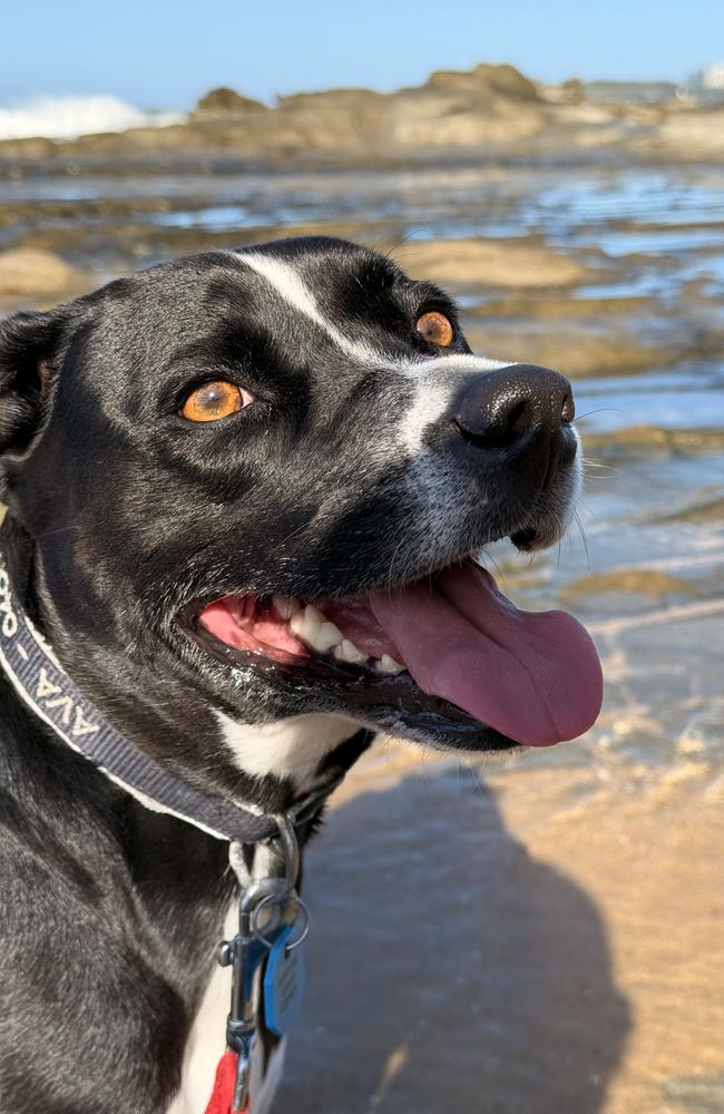 The new camera control button on the iPhone 16 Pro and Pro Max makes its easier to snap a picture on the beach while walking the dog.