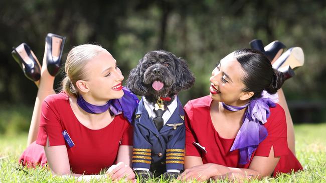 Virgin Australia wants to become the country’s first airline to operate domestic flights allowing pets in the cabin from next year. Picture: Alex Coppel