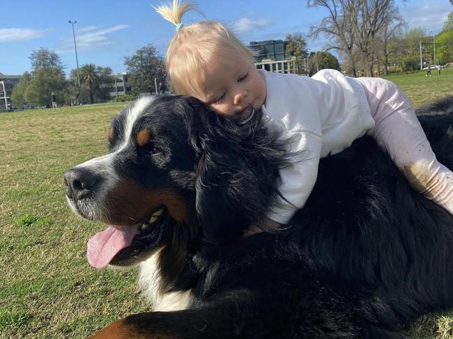 Bernese Mountain Dog Sebastian. Picture: Supplied