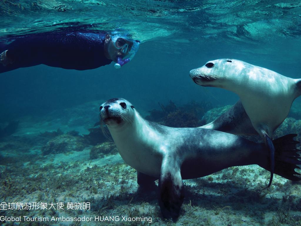 Huang Xiaoming snorkelling among sea lions. Picture: South Australian Tourism Commission