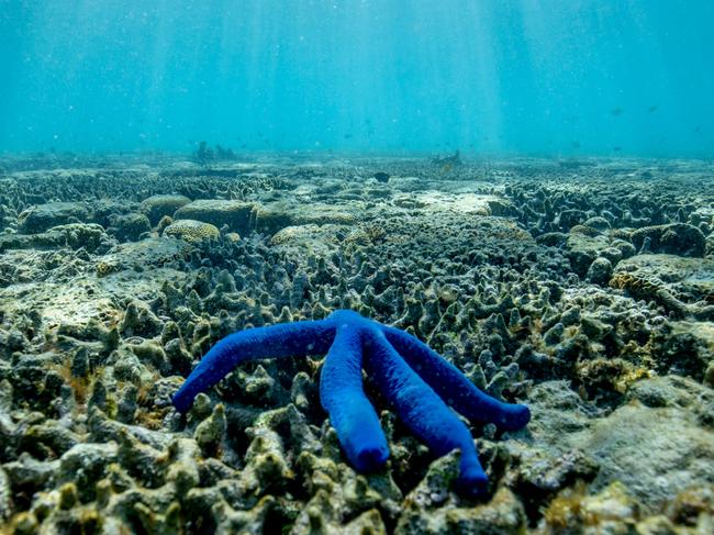 A starfish rests on the coral. Picture: Luke Marsden.