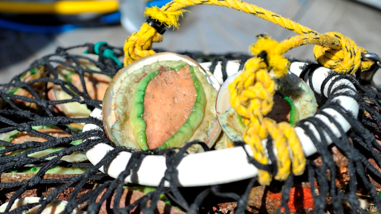 Fishers cautioned against dangers of abalone catching in WA