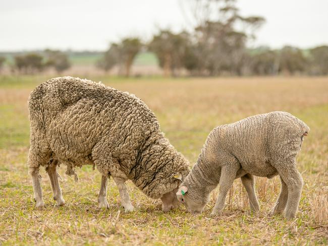 Sheep that are destined for the live export market, pictured from the paddock to the vessel. Pictures: Supplied