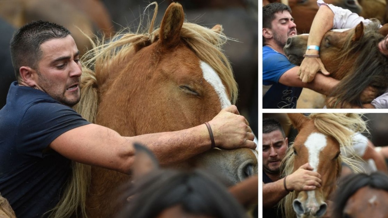 The men, known as “aloitadors” struggle with the horses. (Photo by MIGUEL RIOPA / AFP)