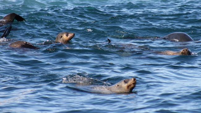 Protected fur seals about 20km from a Tassal salmon farm. Picture: Matthew Denholm.