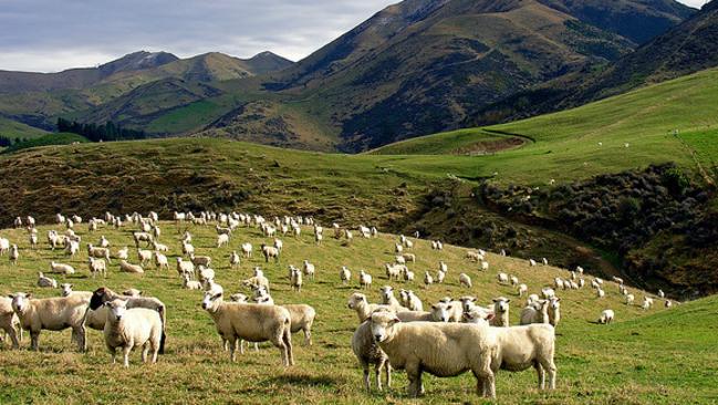 Bet these sheep are into loving too. Picture: Flickr PhillipC