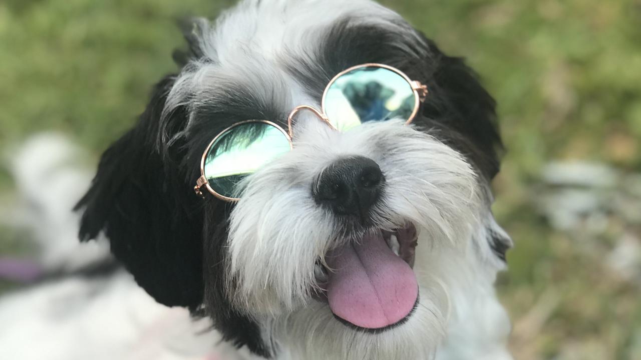 17/11/2019 - Chook looking snazzy for her photoshoot Picture: Samantha