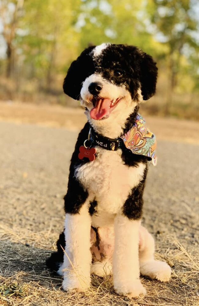 Ace the cavoodle was tied for fourth place.