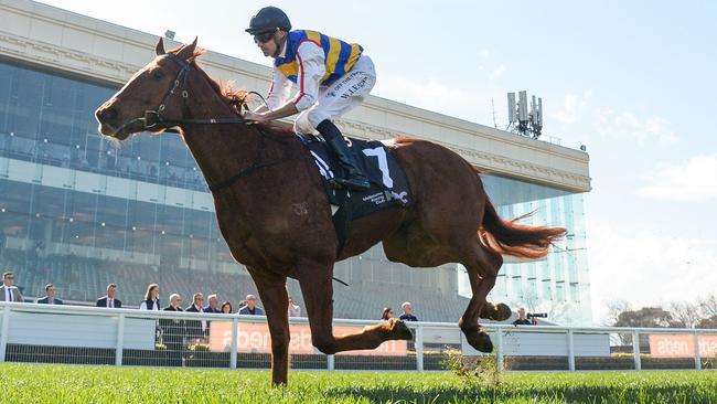 Jimmy The Bear is ready to win at Caulfield after two excellent efforts to start his autumn campaign. Picture: Racing Photos via Getty Images.