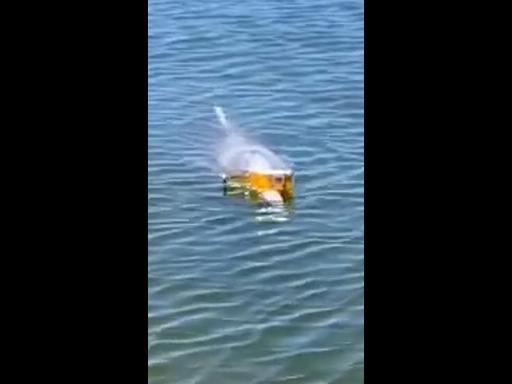 Incredible moment dolphin balances beer on its beak